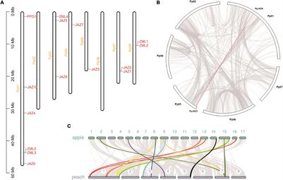 Genome-Wide Analysis of the Gene Structure, Expression and Protein Interactions of the Peach (Prunus persica) TIFY Gene Family